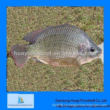 Nueva captura de tilapia congelada para peces